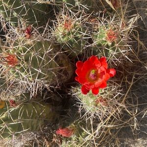 Meet your Posher, Molly